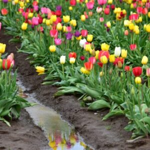 20 Assorted Tulip Bulbs, Large Bulbs