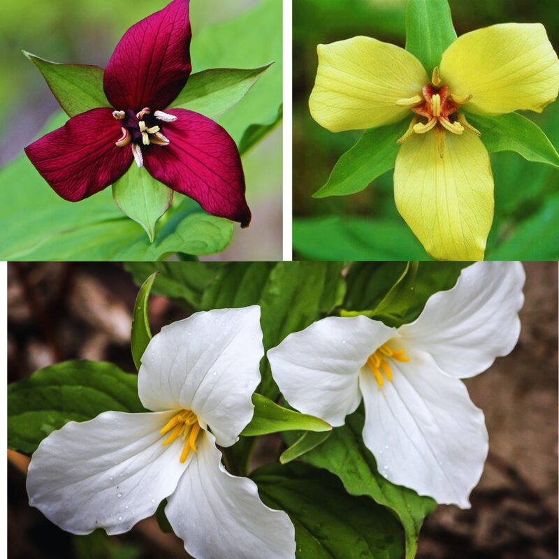 Mix Trillium Roots - 10 Roots, Large Roots - Yellow Red White Color Flower