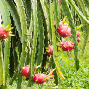 White Dragon Fruit Plant for Sale - 3 Gallon Pot