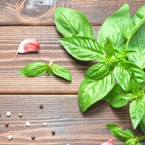 6 Large Leaf Italian Basil Plants for Sale - 3 to 5 Inc Tall - Sweet Basil Plants, Basil Plant Pot 4''
