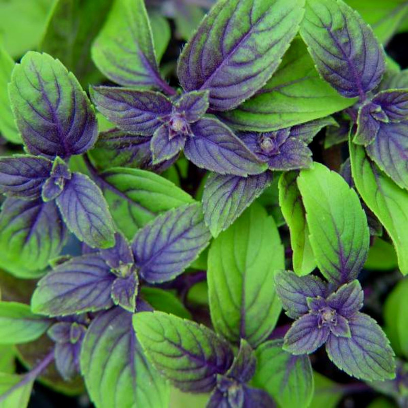 African Blue Basil Plant for Sale - 2 Plants - 3 to 5 Inches Tall - Live Basil Herb Plants - Image 4