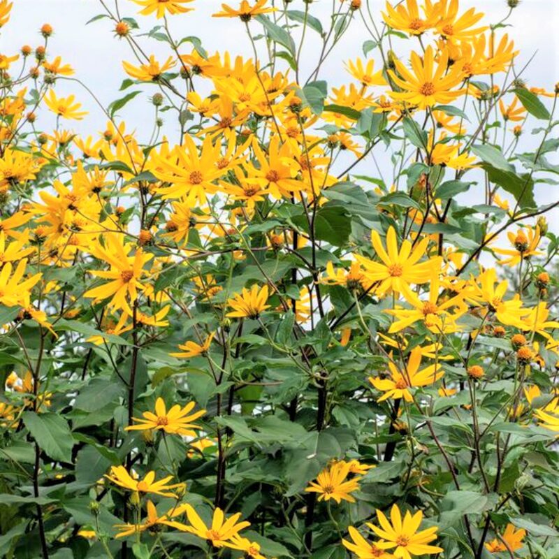 10 Fresh Jerusalem Artichoke Tubers For Planting - Organic Sunchoke, Sunroot Tubers - Freshly Dug - Outdoors - Zone: 3 to 9 - Spring, Fall Planting - Image 6