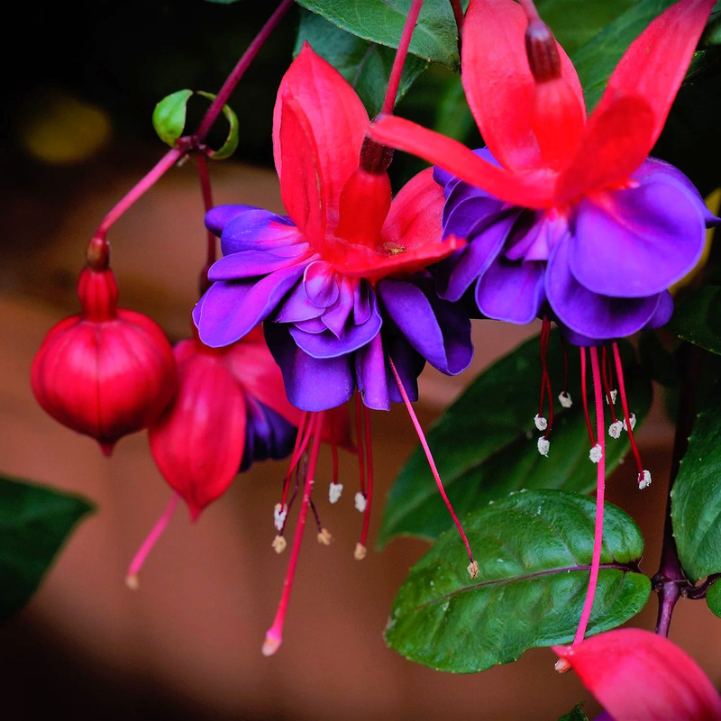 2 Plants of Fuchsia Lago Plant - 3 to 5 Inc Tall, Fuchsia Flower Plants, Live Fuchsia Plants for Garden - Image 4