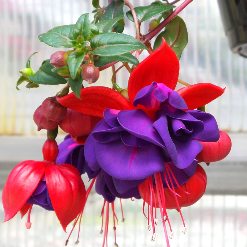 2 Plants of Fuchsia Lago Plant - 3 to 5 Inc Tall, Fuchsia Flower Plants, Live Fuchsia Plants for Garden - Image 3