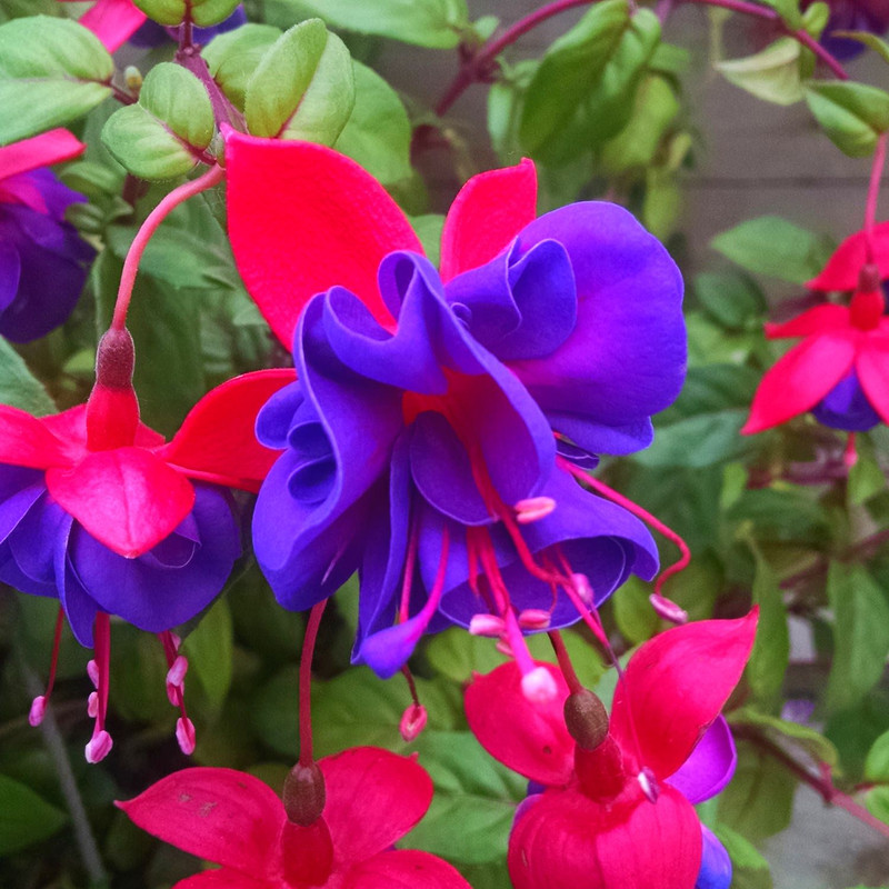 2 Plants of Fuchsia Lago Plant - 3 to 5 Inc Tall, Fuchsia Flower Plants, Live Fuchsia Plants for Garden - Image 2