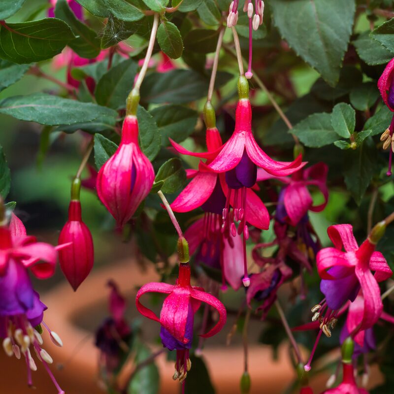 Fuchsia Plant Live for Sale - 3 to 5 Inc Tall, 2 Plants - Image 6