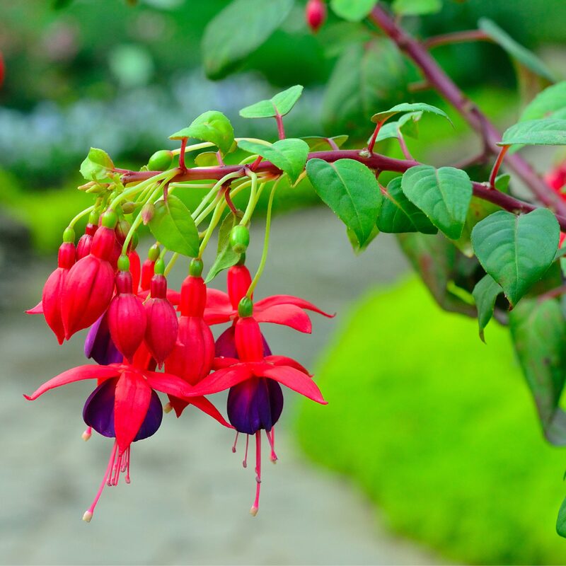 Fuchsia Plant Live for Sale - 3 to 5 Inc Tall, 2 Plants - Image 5