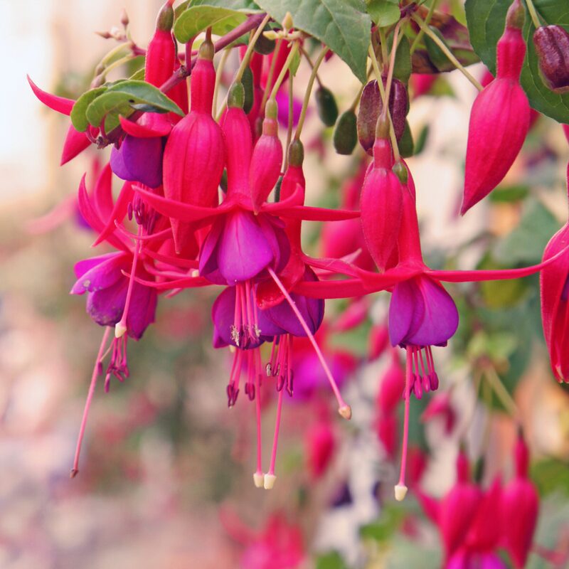 Fuchsia Plant Live for Sale - 3 to 5 Inc Tall, 2 Plants - Image 3
