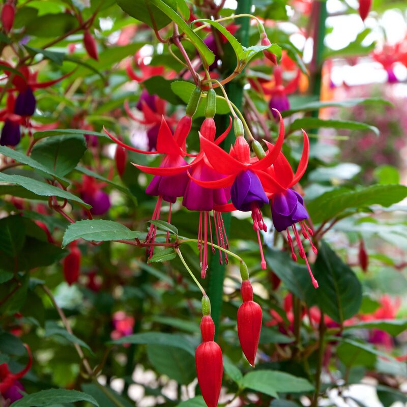 Fuchsia Plant Live for Sale - 3 to 5 Inc Tall, 2 Plants - Image 2