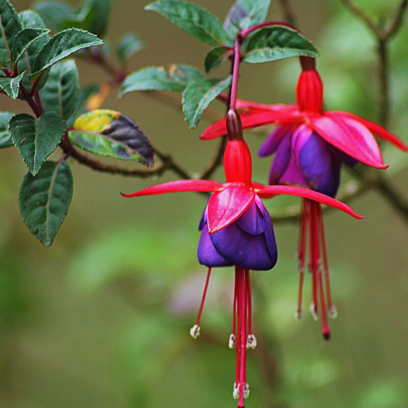 Fuchsia Plant Live for Sale - 3 to 5 Inc Tall, 2 Plants