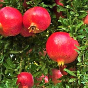 Pomegranate Tree Live Plant - Wonderful Pomegranate - 1 Year-Old - Potted Plant