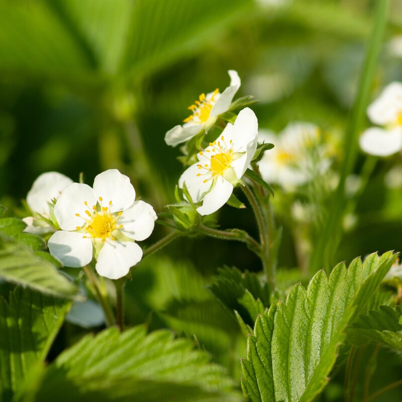 Strawberry Plants Bareroot - 250 Bareroots - Albion Everbearing Strawberry - Image 5