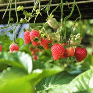 Strawberry Plants Bareroot - 10 Bareroots - Albion Everbearing Strawberry