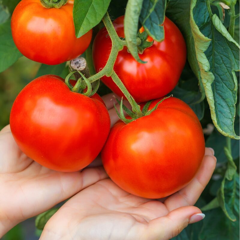 Tomato Plant Big Beef 4 to 8 Inch - Image 6