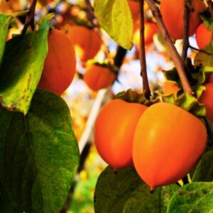 Alternative view of 2 American Persimmon Tree