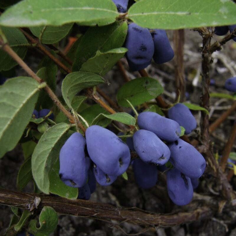 Haskap Bush - Honeyberry - Image 2