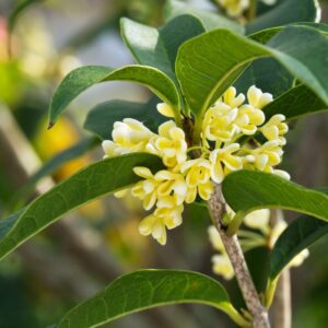 White Osmanthus Fragrans Sweet Tea Olive