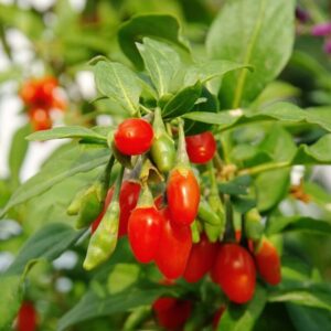 4 Red Goji Berry Plants Live - Goji Berry Fruit Shrubs - 4 Pack - Red - 6-12" Tall