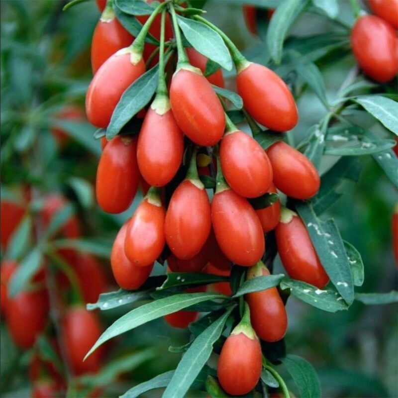4 Goji Berry Plants - Fruit Shrubs - Red - Hardy - 6-12" Height - Image 3
