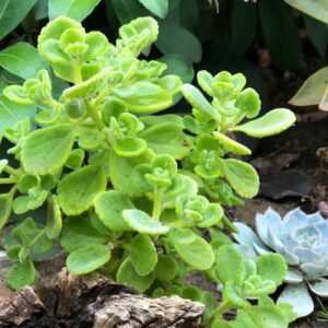 Alternative view of 4 Plectranthus Tomentosa Vicks Plants