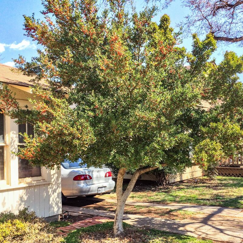 2 Dwarf Yaupon Holly Trees - Image 6