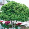 Dwarf Yaupon Holly Tree