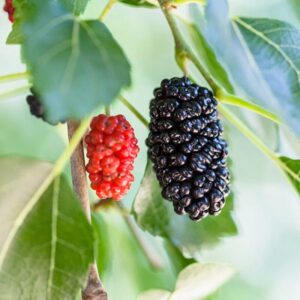 2 Mulberry Trees