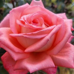 Alternative view of Tenerife Rose Plant Live