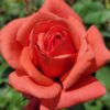 Fragrant Cloud Rose Plant Live, 2 Quart Rose Potted Live Plant