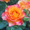 Broadway Hybrid Tea Rose