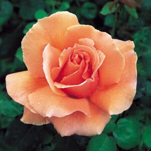 Just Joey Rose Plant Live