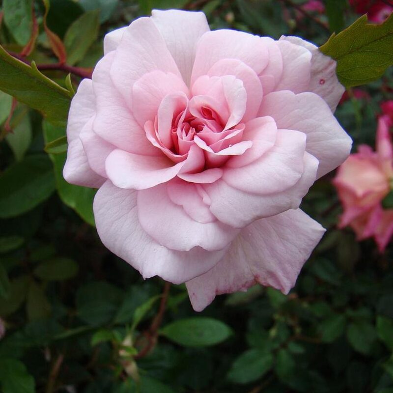 Cecile Brunner Climbing Rose Plant - Image 5