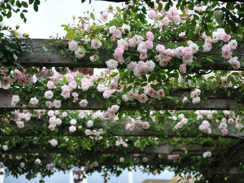 Cecile Brunner Climbing Rose Plant - Image 3