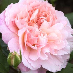 Alternative view of Gruss An Aachen Rose Bush