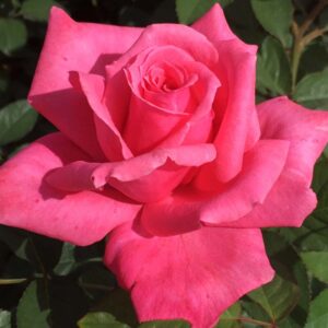 Alternative view of Electron Rose Bush