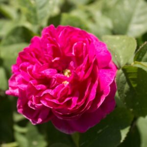 Alternative view of Rose De Rescht Rose Bush