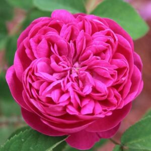 Rose De Rescht Rose Bush