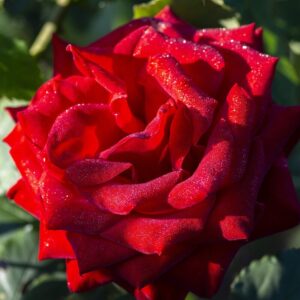 Alternative view of Red Rose Bush