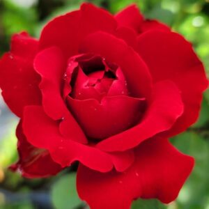 Red Rose Bush