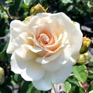 Alternative view of French Lace Rose Bush