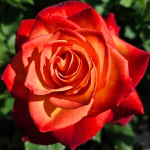 Alternative view of Royal Dane Rose Bush