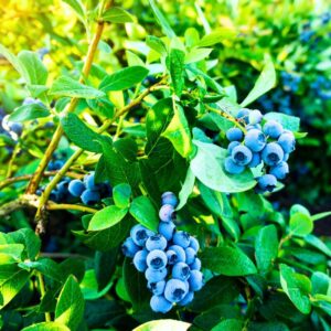 Alternative view of Rebel Blueberry Plant