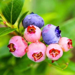 Alternative view of Pink Lemonade Blueberry Plant