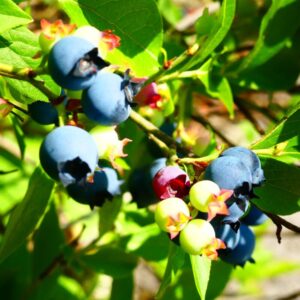 Alternative view of Misty Blueberry Plant