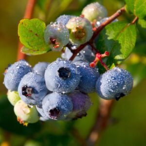 Alternative view of Jewel Blueberry Plant