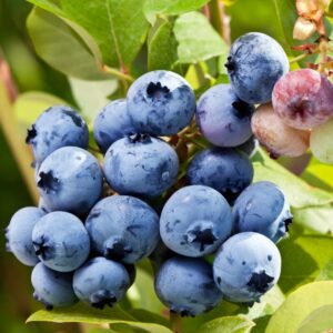 Alternative view of Top Hat Blueberry Plant
