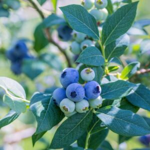 Alternative view of Elliott Blueberry Plant