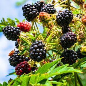 Alternative view of Von Blackberry Plants