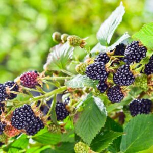Alternative view of Triple Crown Blackberry Plants
