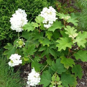 Pee Gee dwarf oakleaf hydrangea